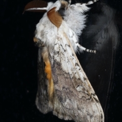 Calliteara pura at Congo, NSW - 9 Jul 2020
