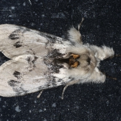 Iropoca rotundata (Iropoca rotundata) at Congo, NSW - 9 Jul 2020 by jb2602