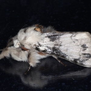 Iropoca rotundata at Congo, NSW - 9 Jul 2020 08:44 PM