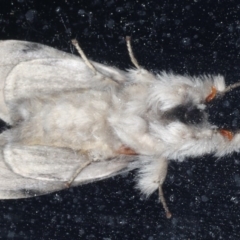 Iropoca rotundata at Congo, NSW - 9 Jul 2020 08:44 PM