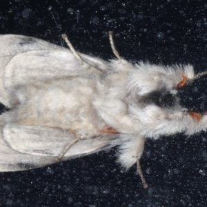 Iropoca rotundata at Congo, NSW - 9 Jul 2020 08:44 PM