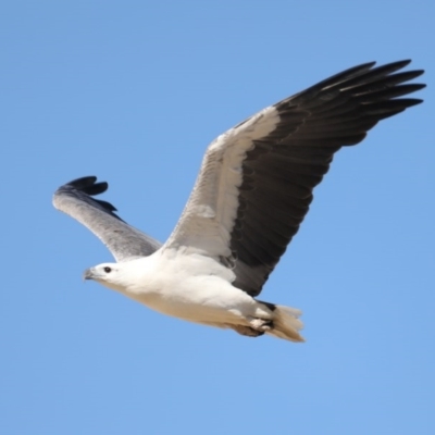 Haliaeetus leucogaster (White-bellied Sea-Eagle) at Moruya Heads, NSW - 9 Jul 2020 by jb2602