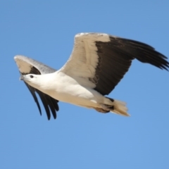 Haliaeetus leucogaster at Moruya Heads, NSW - 9 Jul 2020