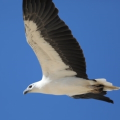 Haliaeetus leucogaster at Moruya Heads, NSW - 9 Jul 2020