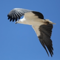 Haliaeetus leucogaster at Moruya Heads, NSW - 9 Jul 2020