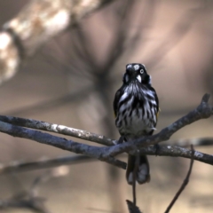 Phylidonyris novaehollandiae (New Holland Honeyeater) at Moruya Heads, NSW - 9 Jul 2020 by jb2602