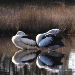 Pelecanus conspicillatus (Australian Pelican) at Congo, NSW - 9 Jul 2020 by jb2602