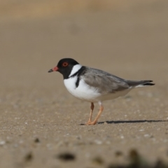 Charadrius rubricollis (Hooded Plover) at Eurobodalla National Park - 9 Jul 2020 by jb2602