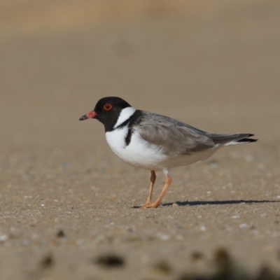 Charadrius rubricollis (Hooded Plover) at Moruya Heads, NSW - 9 Jul 2020 by jbromilow50