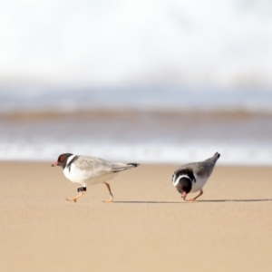 Charadrius rubricollis at suppressed - 9 Jul 2020