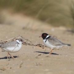 Charadrius rubricollis at suppressed - suppressed