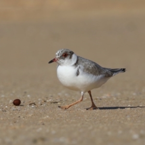 Charadrius rubricollis at suppressed - suppressed