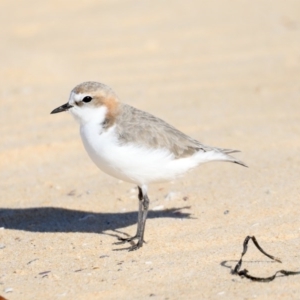 Anarhynchus ruficapillus at Moruya Heads, NSW - 9 Jul 2020