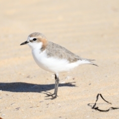Charadrius ruficapillus (Red-capped Plover) at Moruya Heads, NSW - 9 Jul 2020 by jbromilow50