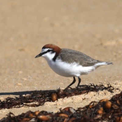 Anarhynchus ruficapillus (Red-capped Plover) at Congo, NSW - 9 Jul 2020 by jbromilow50