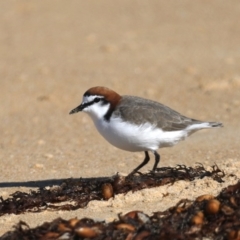 Charadrius ruficapillus (Red-capped Plover) at Eurobodalla National Park - 9 Jul 2020 by jbromilow50