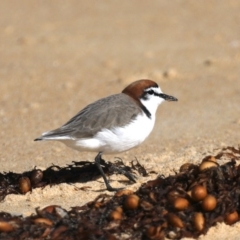 Anarhynchus ruficapillus at Congo, NSW - 9 Jul 2020