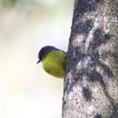 Eopsaltria australis (Eastern Yellow Robin) at Congo, NSW - 9 Jul 2020 by jb2602