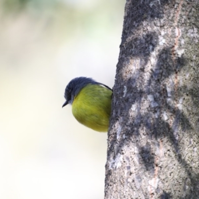 Eopsaltria australis (Eastern Yellow Robin) at Congo, NSW - 9 Jul 2020 by jb2602