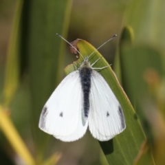 Pieris rapae (Cabbage White) at Congo, NSW - 8 Jul 2020 by jbromilow50