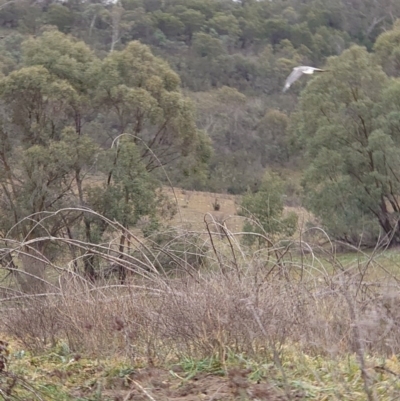 Haliaeetus leucogaster (White-bellied Sea-Eagle) at Yarrow, NSW - 18 Jul 2020 by Kym