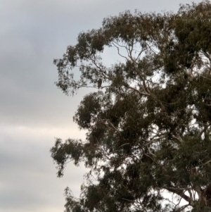 Haliaeetus leucogaster at Yarrow, NSW - 18 Jul 2020