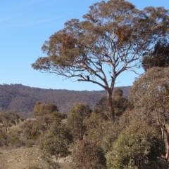 Aquila audax (Wedge-tailed Eagle) at Googong Foreshore - 18 Jul 2020 by Kym