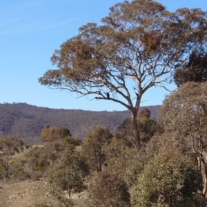 Aquila audax at Googong, NSW - 18 Jul 2020 01:24 PM