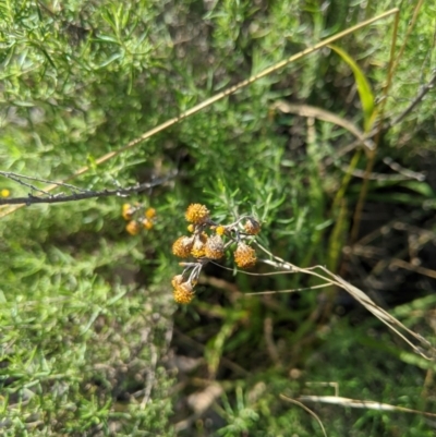 Chrysocephalum semipapposum (Clustered Everlasting) at Latham, ACT - 17 Jul 2020 by MattM