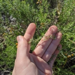 Chrysocephalum semipapposum at Latham, ACT - 17 Jul 2020