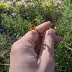 Chrysocephalum semipapposum at Latham, ACT - 17 Jul 2020