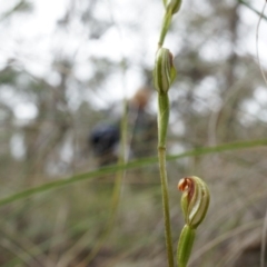 Speculantha rubescens (Blushing Tiny Greenhood) at Aranda Bushland - 5 Apr 2014 by AaronClausen
