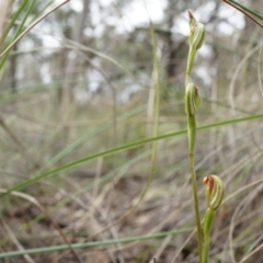 Speculantha rubescens at Belconnen, ACT - 5 Apr 2014