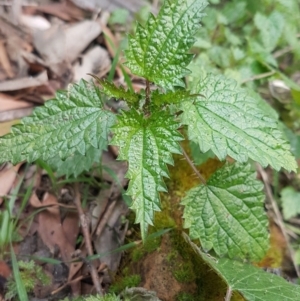 Urtica urens at Cotter River, ACT - 18 Jul 2020 01:42 PM