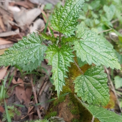 Urtica urens (Small Nettle) at Cotter River, ACT - 18 Jul 2020 by trevorpreston