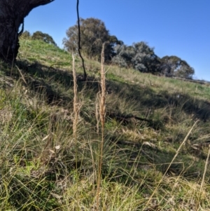 Austrostipa densiflora at Latham, ACT - 17 Jul 2020