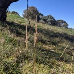 Austrostipa densiflora (Foxtail Speargrass) at Latham, ACT - 17 Jul 2020 by MattM