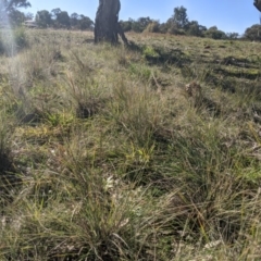 Austrostipa densiflora at Latham, ACT - 17 Jul 2020 12:18 PM