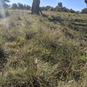 Austrostipa densiflora at Latham, ACT - 17 Jul 2020