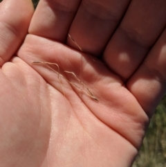 Austrostipa densiflora at Latham, ACT - 17 Jul 2020