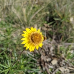 Xerochrysum viscosum (Sticky Everlasting) at Umbagong District Park - 17 Jul 2020 by MattM