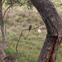 Cracticus torquatus (Grey Butcherbird) at Umbagong District Park - 18 Jul 2020 by MattM