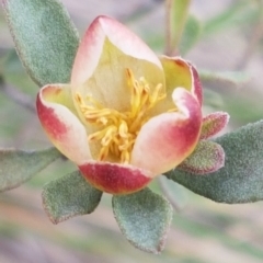 Hibbertia obtusifolia (Grey Guinea-flower) at Cotter River, ACT - 18 Jul 2020 by trevorpreston