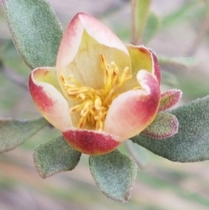 Hibbertia obtusifolia at Cotter River, ACT - 18 Jul 2020