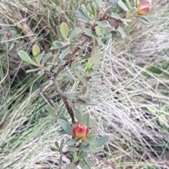 Hibbertia obtusifolia at Cotter River, ACT - 18 Jul 2020