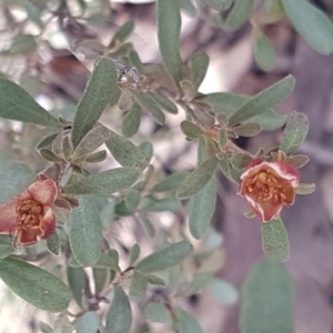 Hibbertia obtusifolia at Cotter River, ACT - 18 Jul 2020