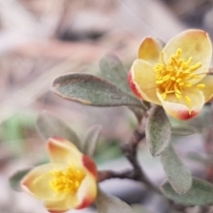 Hibbertia obtusifolia at Cotter River, ACT - 18 Jul 2020