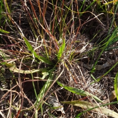 Microseris walteri (Yam Daisy, Murnong) at Murrumbateman, NSW - 5 Jul 2020 by AndyRussell