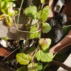 Veronica calycina at Cotter River, ACT - 18 Jul 2020