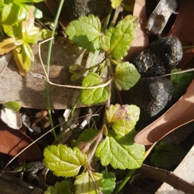 Veronica calycina (Hairy Speedwell) at Cotter River, ACT - 18 Jul 2020 by trevorpreston